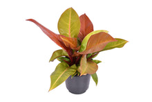 Kamerplant - Philodendron Prince Of Orange - Pot Ø 19cm Hoogte ↕ 60cm
