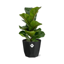 Kamerplant - Ficus Lyrata 'Bambino' - Pot Ø 14cm