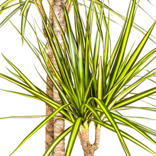 Kamerplant - Dracaena Marginata Sunray - Pot Ø 24cm Hoogte ↕ 130-150cm