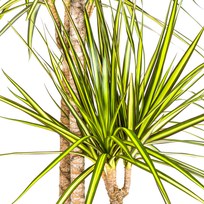 Kamerplant - Dracaena Marginata Sunray - Pot Ø 24cm Hoogte ↕ 130-150cm