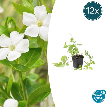 Buitenplant 12x Vinca major 'Alba' - Pot Ø 9cm Hoogte ↕ 10-25cm