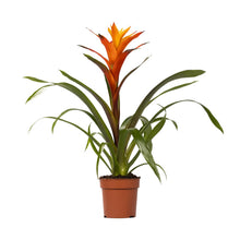Kamerplant - Guzmania Variada - Pot Ø 12cm Hoogte ↕ 50cm