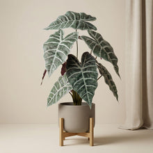 Kunstplant - Alocasia bush in pot - Hoogte ↕ 40cm