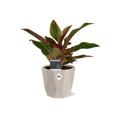 Kamerplant - Aglaonema Crete - Inclusief sierpot - Pot Ø 14cm