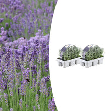Buitenplant 12x Lavendel angustifolia - Bloeiend - Pot Ø 7cm Hoogte ↕ 15cm