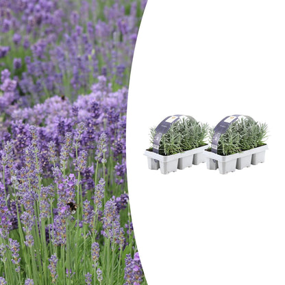 Buitenplant 12x Lavendel angustifolia - Bloeiend - Pot Ø 7cm Hoogte ↕ 15cm