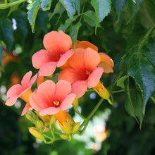 Buitenplant 2x Campsis radicans 'Madame Galen' - Trompetbloem Oranje - Pot Ø 11cm Hoogte ↕ 40cm