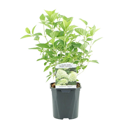 Buitenplant 3x Hydrangea panniculata 'Limelight' - Bloeiend - Pot Ø 17cm Hoogte ↕ 50cm