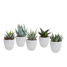Kamerplant 5x Gasteria/Haworthia mix - in witte pot - Pot Ø 5,5cm