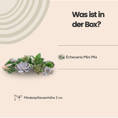Kamerplant - Echeveria Mini Mix Box - Zonder Wortels