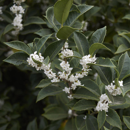 Buitenplant 8x Osmanthus burkwoodii - Groenblijvend - Pot Ø 9cm Hoogte ↕ 25-30cm