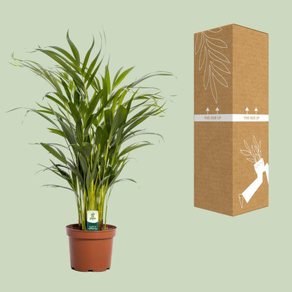 Kamerplant - Dypsis Lutescens (Areca Palm) - Hoogte ↕ 12-230cm