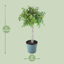 XL kamerplant - Ficus Safrana / Golden King Gevlochten - Pot Ø 27cm Hoogte ↕ 110cm
