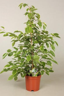 Kamerplant - Ficus Goldenking - Pot Ø 17cm Hoogte ↕ 60cm