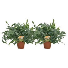 Kamerplant 2x Phlebodium Blue Star - Luchtzuiverend - Pot Ø 17cm Hoogte ↕ 60cm