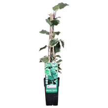 Buitenplant - Hedera algeriensis 'Gloire de Marengo' - Klimplant - Pot Ø 15cm Hoogte ↕ 65cm