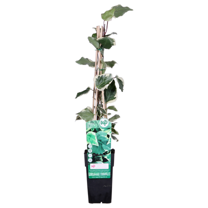 Buitenplant - Hedera algeriensis 'Gloire de Marengo' - Klimplant - Pot Ø 15cm Hoogte ↕ 65cm