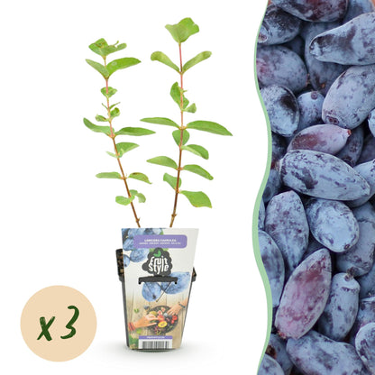 Buitenplant 3x Lonicera caerulea Kamtschatica (Honingbes) - Winterhard - Pot Ø 9cm