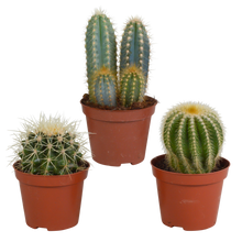 Kamerplant 3x Cactus mix - Zonder pot - Pot Ø 8.5cm