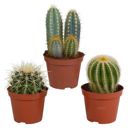 Kamerplant 3x Cactus mix - Zonder pot - Pot Ø 8.5cm
