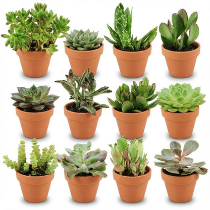 Kamerplant 12x Mini Succulenten Mix - Terracotta Potten - Pot Ø 8,1cm Hoogte ↕ 5-10cm