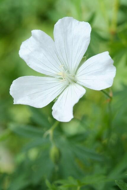 Buitenplant 48x Geranium sang. 'Album' - Bloeiend - Pot Ø 9cm Hoogte ↕ 10-25cm