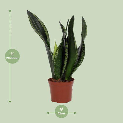 Kamerplant - Sansevieria Whitney - Pot Ø 12cm Hoogte ↕ 27cm