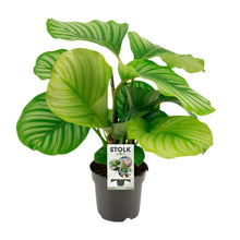 Kamerplant - Calathea Orbifolia - Pot Ø 14cm Hoogte ↕ 50cm