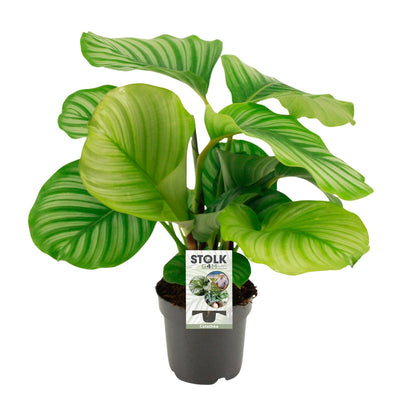 Kamerplant - Calathea Orbifolia - Pot Ø 14cm Hoogte ↕ 50cm