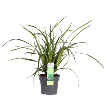 Buitenplant - Carex morrowii Irish Green - Pot Ø 19cm Hoogte ↕ 40cm