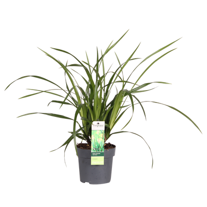 Buitenplant - Carex morrowii Irish Green - Pot Ø 19cm Hoogte ↕ 40cm