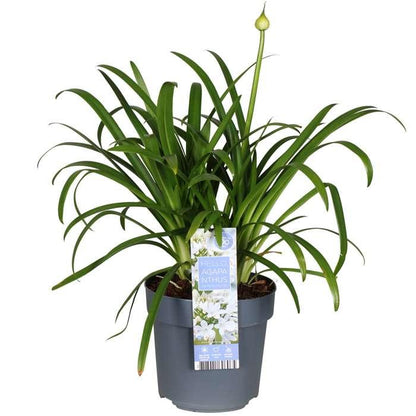 Buitenplant - Agapanthus 'Ever White' - Bloeiend - Pot Ø 19cm Hoogte ↕ 30cm