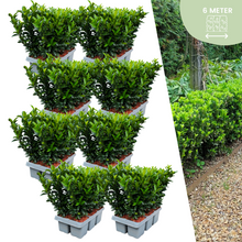 Buitenplant 48x Euonymus 'Green Spire' - Pot Ø 7cm Hoogte ↕ 15cm