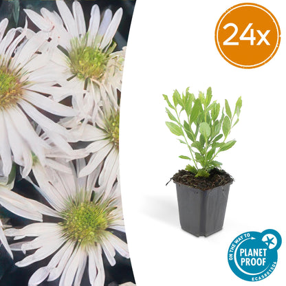 Buitenplant 24x Aster ageratoides 'Ashvi' - Bloeiend - Pot Ø 9cm Hoogte ↕ 10-25cm
