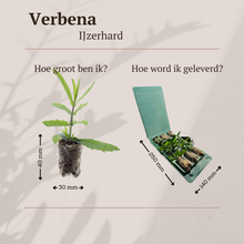 Buitenplant 6x Verbena - Bloeiend - Balkonplant