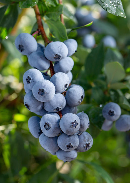 Buitenplant 5x Vaccinium corymbosum 'Brigitta Blue' - Pot Ø 13cm Hoogte ↕ 45cm