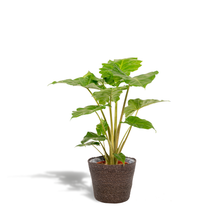 Kamerplant - Alocasia Portodora - Pot Ø 21cm Hoogte ↕ 80cm
