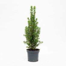 Buitenplant - Mini-Kerstboom Chamaecyparis - Hoogte ↕ 25-30cm