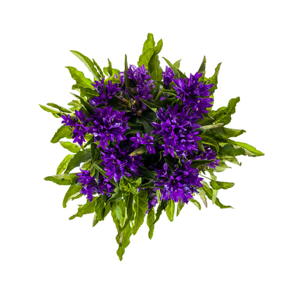 Buitenplant - Campanula Glomerata Genti Blue - Bloeiend - Pot Ø 19cm Hoogte ↕ 30-40cm