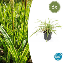 Buitenplant 6x Carex morrowii 'Aureovariegata' - Pot Ø 9cm Hoogte ↕ 10-25cm
