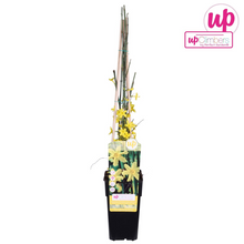 Buitenplant - Jasminum nudiflorum - Pot Ø 15cm Hoogte ↕ 65cm
