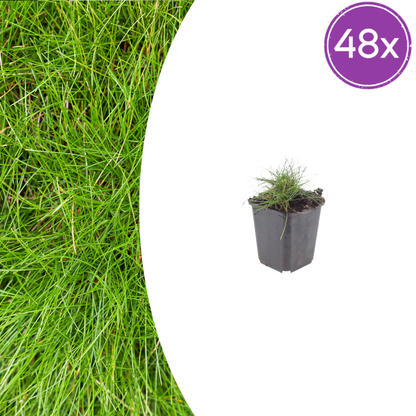 Buitenplant 48x Festuca gautieri - Pot Ø 9cm Hoogte ↕ 10-25cm