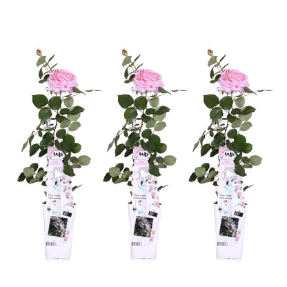 Buitenplant 3x Rosa Crazy in love 'Pink' - Bloeiend - Pot Ø 15cm Hoogte ↕ 65cm
