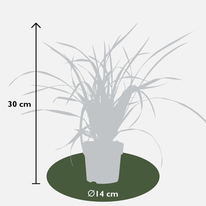 Buitenplant - Carex morrowii Irish Green - Pot Ø 19cm Hoogte ↕ 40cm