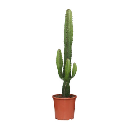 Kamerplant - Euphorbia Acrurensis - Pot Ø 17cm Hoogte ↕ 50cm
