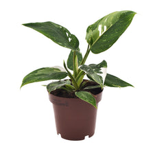 Kamerplant - Philodendron White Princess - Pot Ø 12cm Hoogte ↕ 25cm