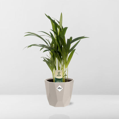 Kamerplant - Dypsis Lutescens (Areca) - Incl. sierpot - Pot Ø 12cm
