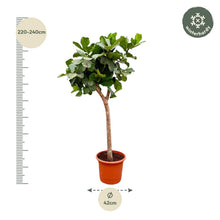 XL kamerplant - Ficus Lyrata boom XXXL - Pot Ø 40-45cm Hoogte ↕ 230cm