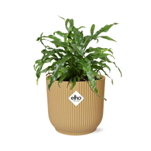 Kamerplant - Microsorum Diversifolium - Pot Ø 14cm