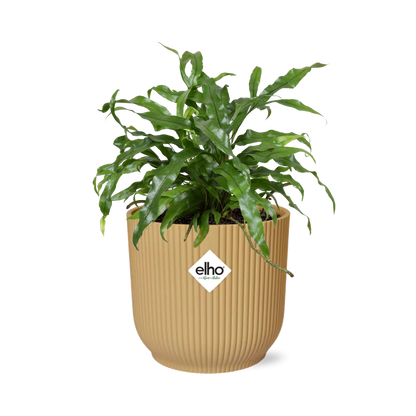 Kamerplant - Microsorum Diversifolium - Pot Ø 14cm